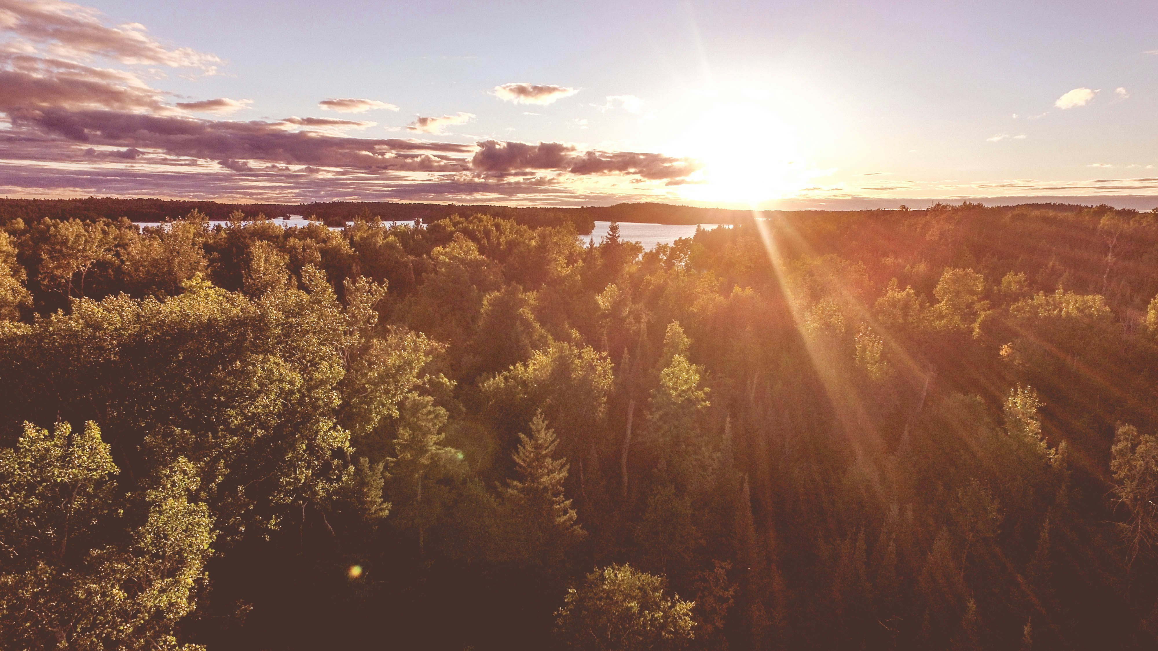 aerial photography of sunlight pass through tall trees